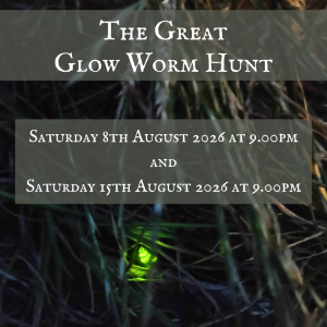 The Great Glow-worm Hunt 2026